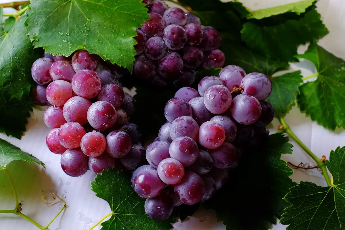 Are Grapes Keto? Carbs, Calories, And Health Benefits Of Grapes